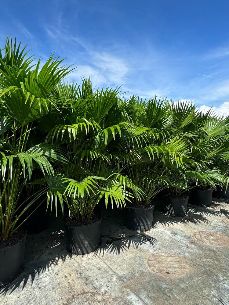 livistona-chinensis-chinese-fan-palm