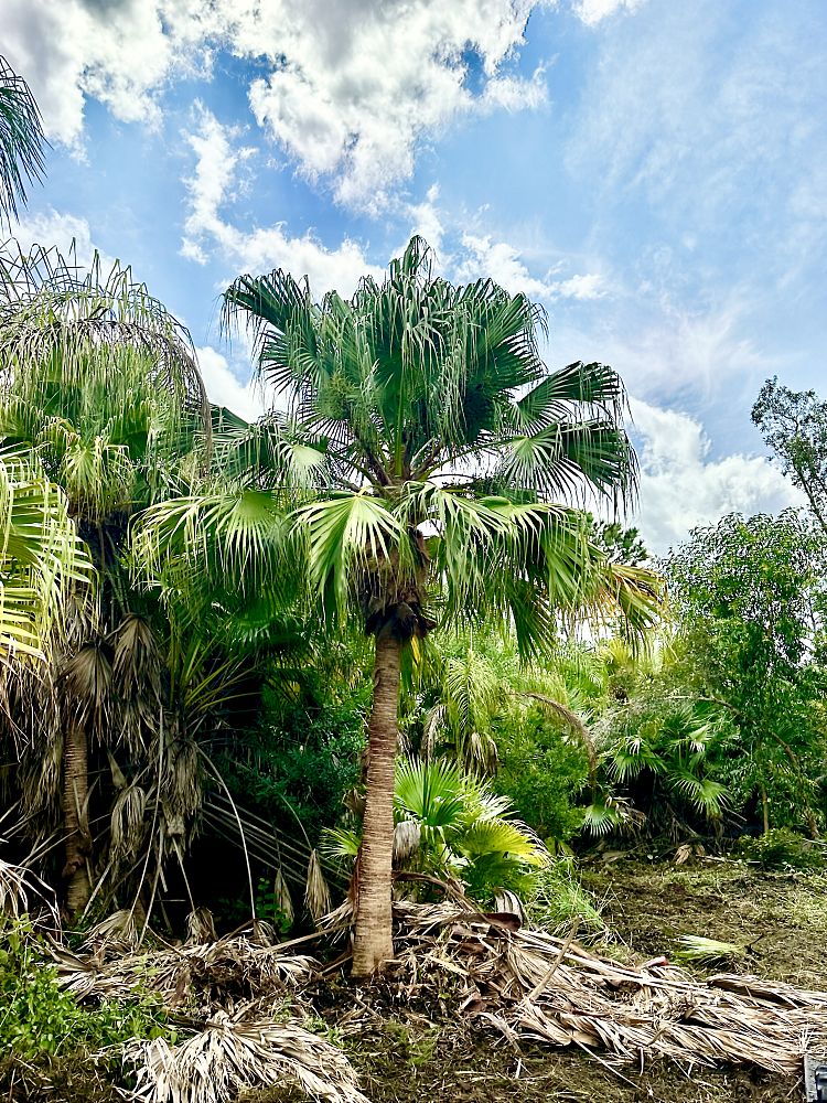 livistona-chinensis-chinese-fan-palm