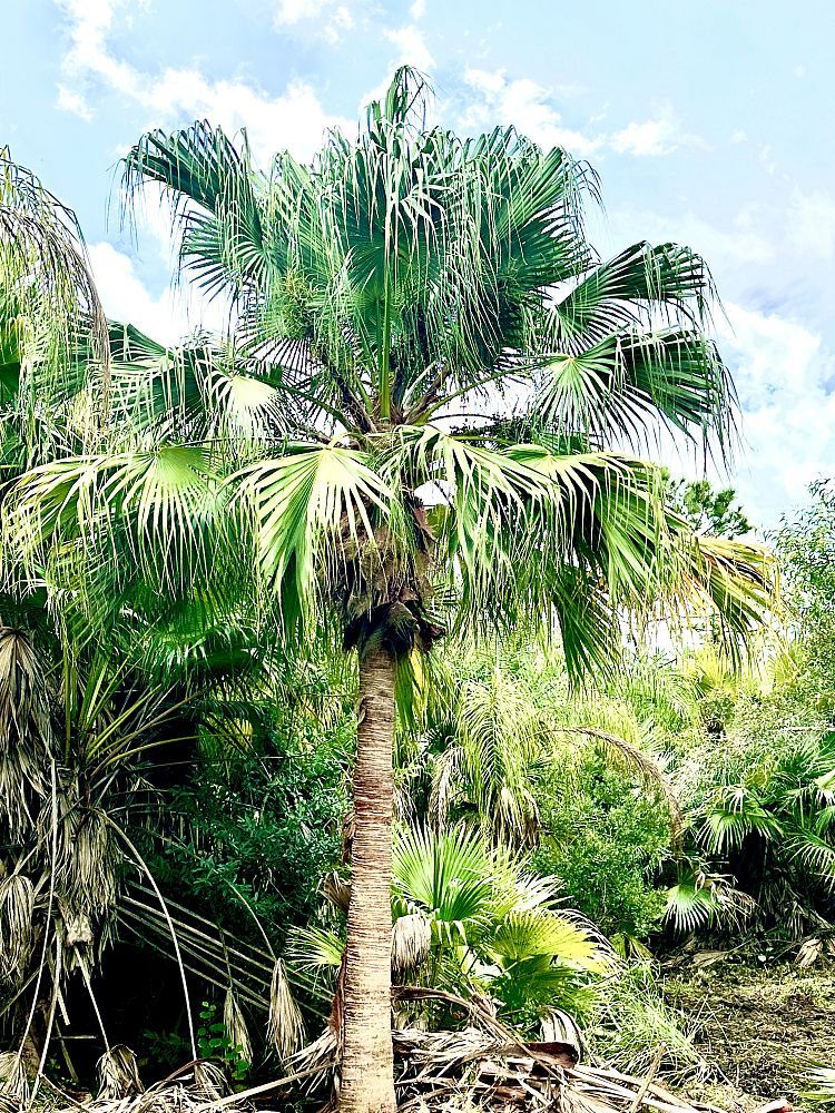 livistona-chinensis-chinese-fan-palm