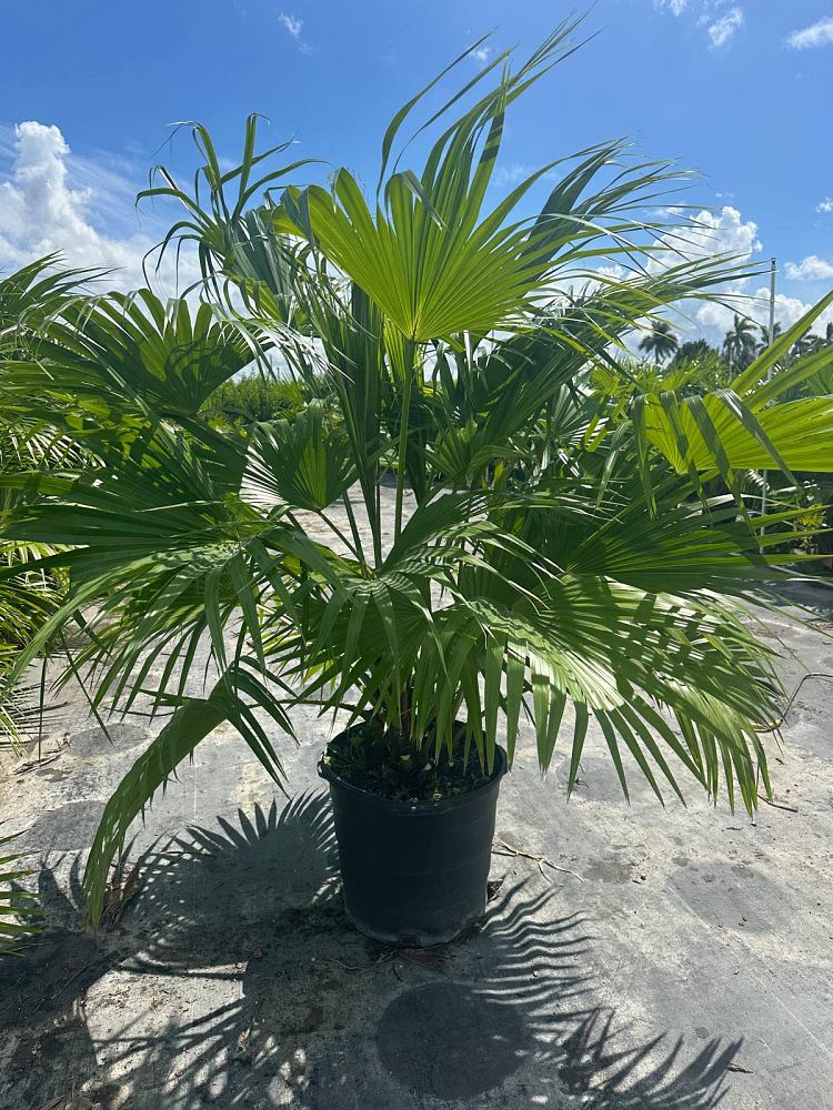 livistona-chinensis-chinese-fan-palm