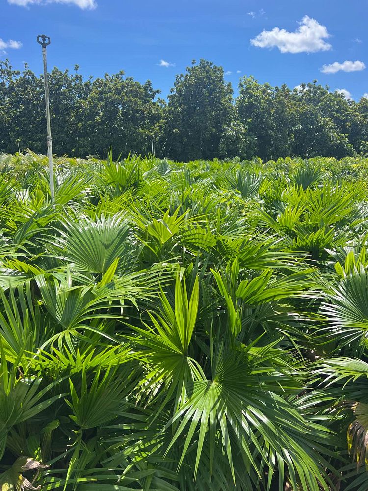 livistona-chinensis-chinese-fan-palm