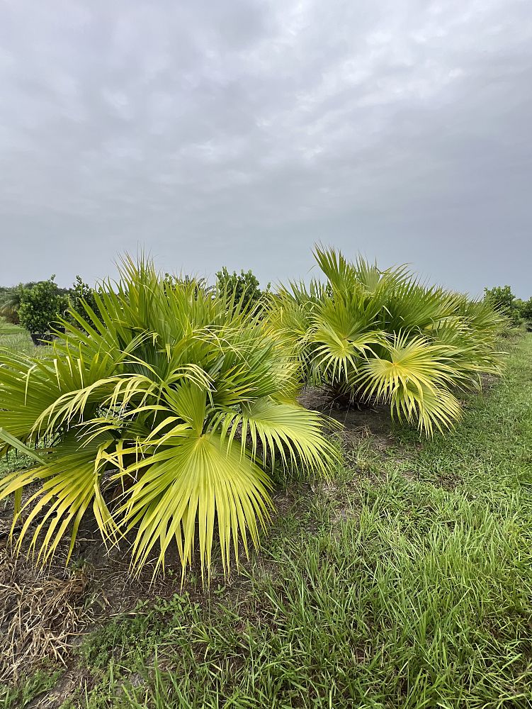 livistona-chinensis-chinese-fan-palm