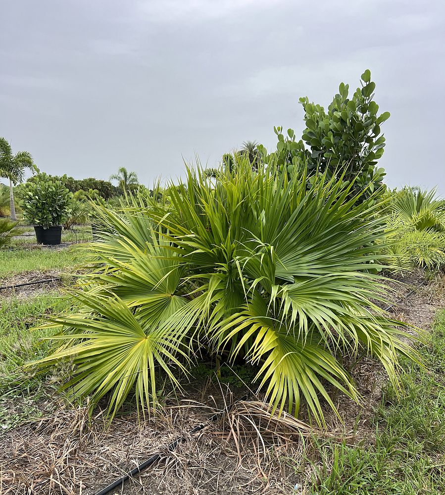 livistona-chinensis-chinese-fan-palm