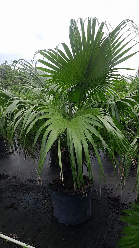 livistona-chinensis-chinese-fan-palm