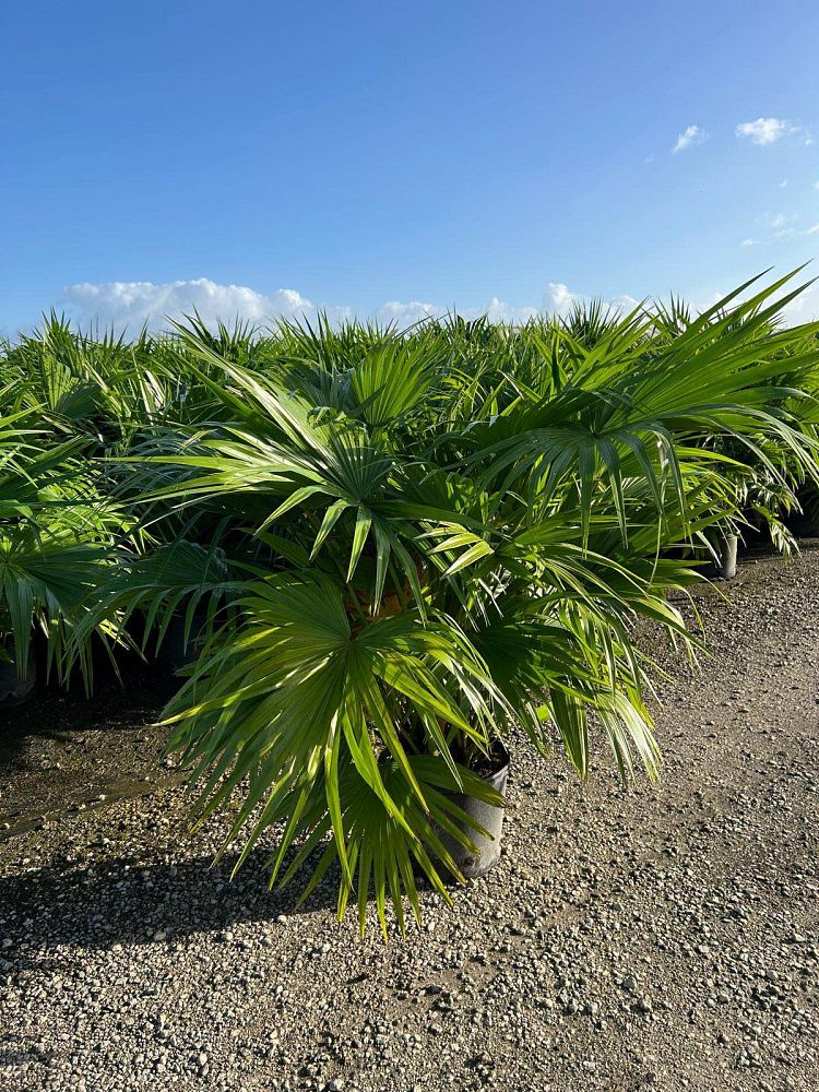 livistona-chinensis-chinese-fan-palm