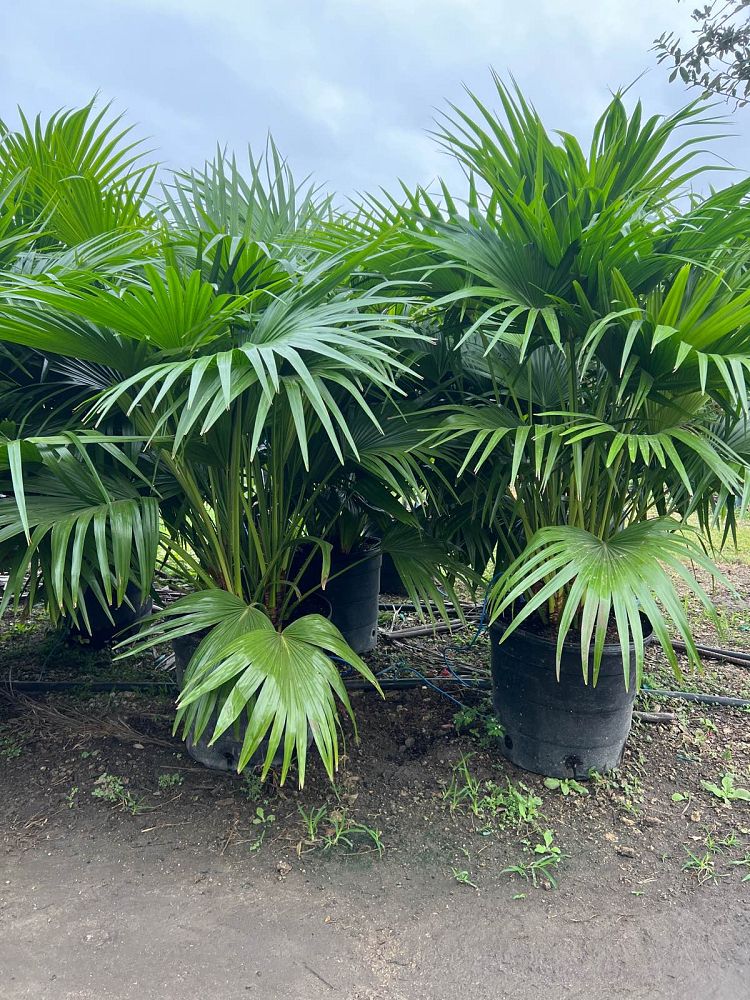 livistona-chinensis-chinese-fan-palm