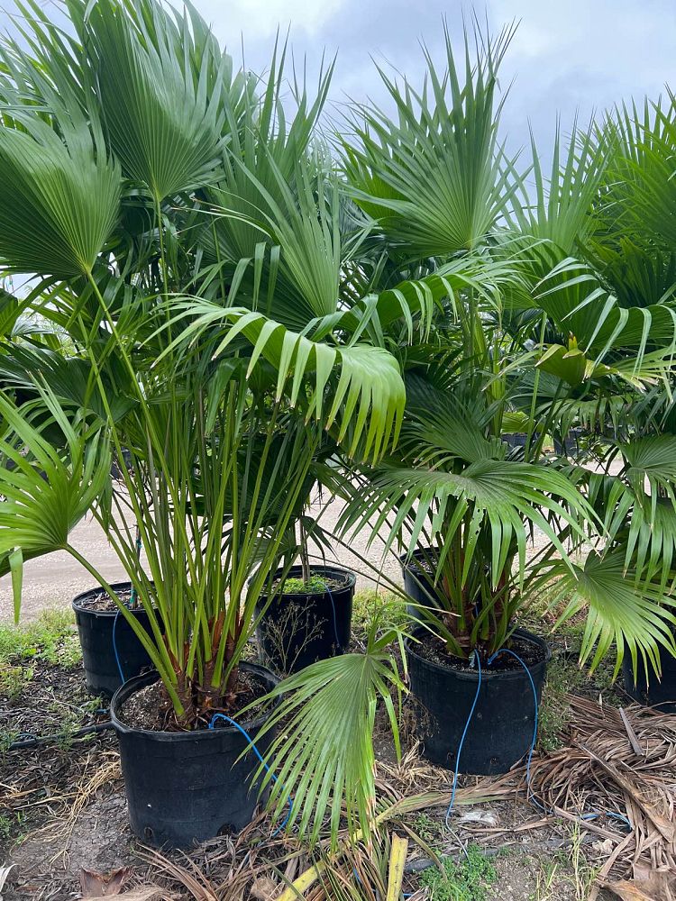 livistona-chinensis-chinese-fan-palm