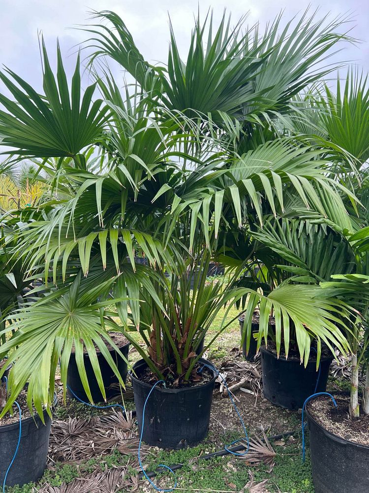 livistona-chinensis-chinese-fan-palm