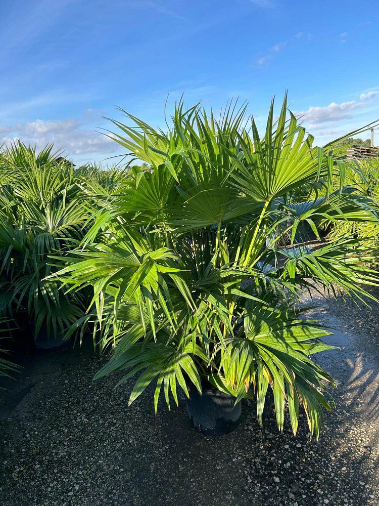 livistona-chinensis-chinese-fan-palm