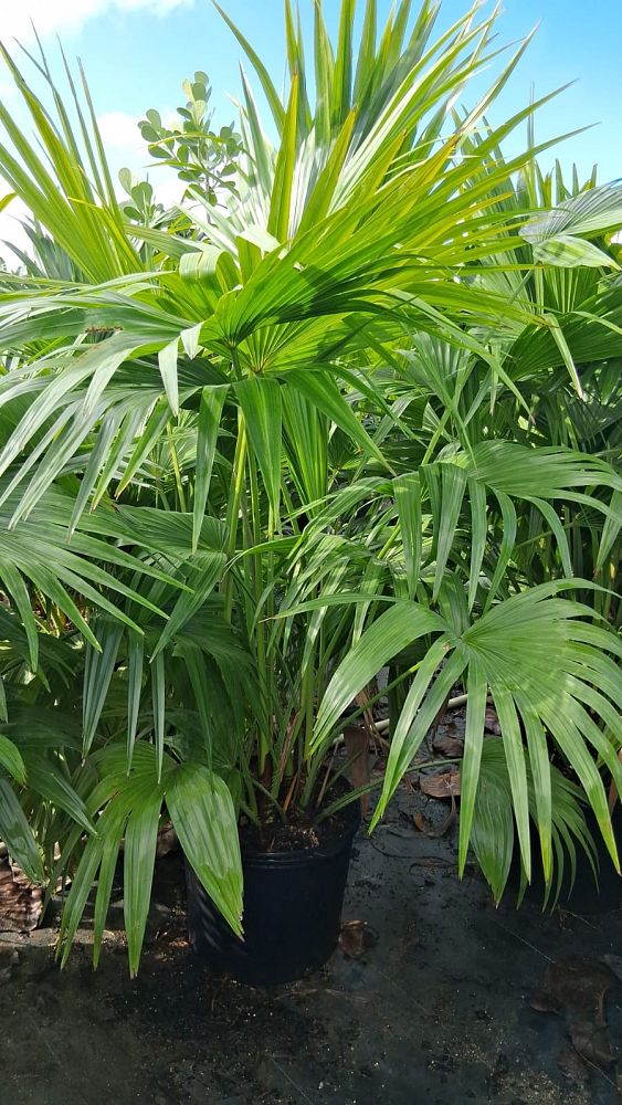 livistona-chinensis-chinese-fan-palm