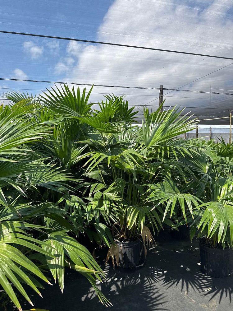 livistona-chinensis-chinese-fan-palm