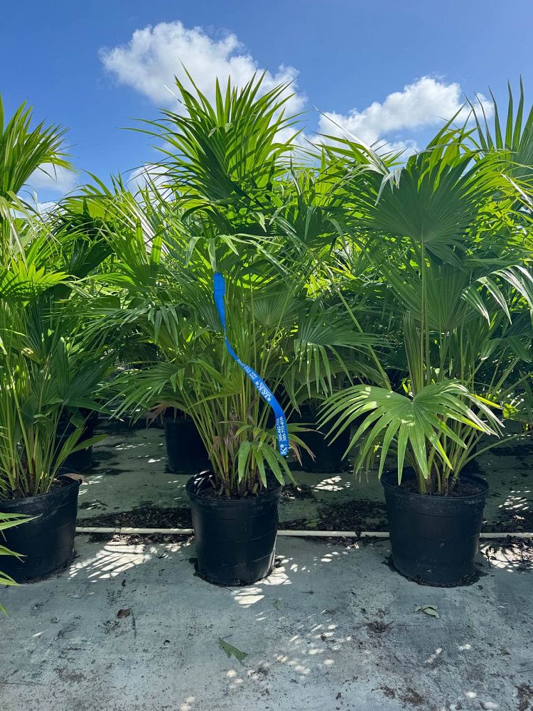 livistona-chinensis-chinese-fan-palm