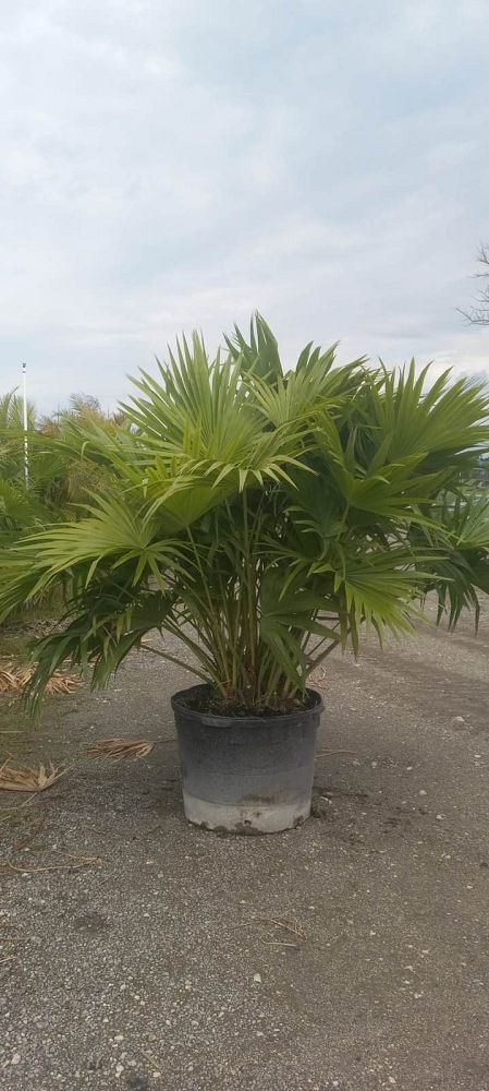 livistona-chinensis-chinese-fan-palm