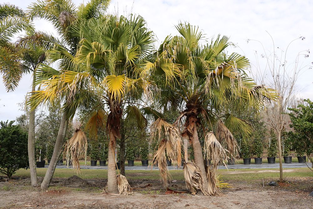 livistona-chinensis-chinese-fan-palm