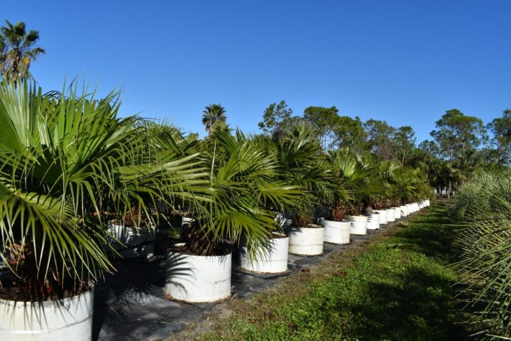 livistona-chinensis-chinese-fan-palm