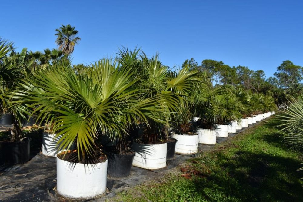 livistona-chinensis-chinese-fan-palm