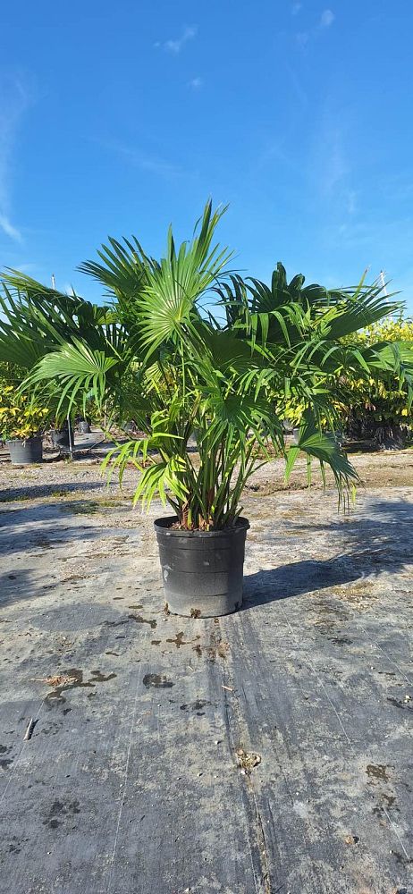 livistona-chinensis-chinese-fan-palm