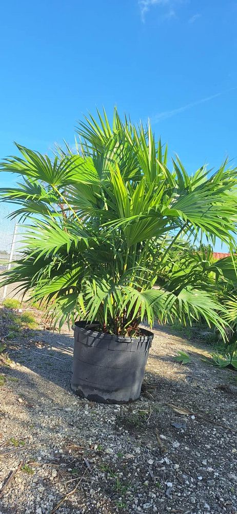 livistona-chinensis-chinese-fan-palm