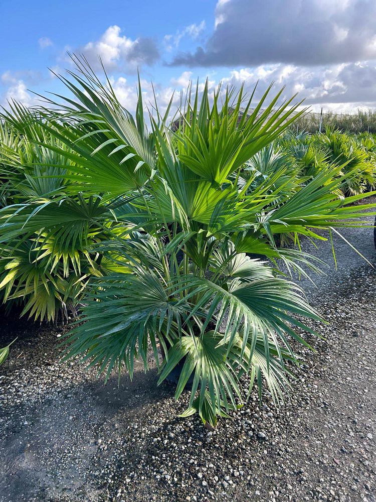 livistona-chinensis-chinese-fan-palm