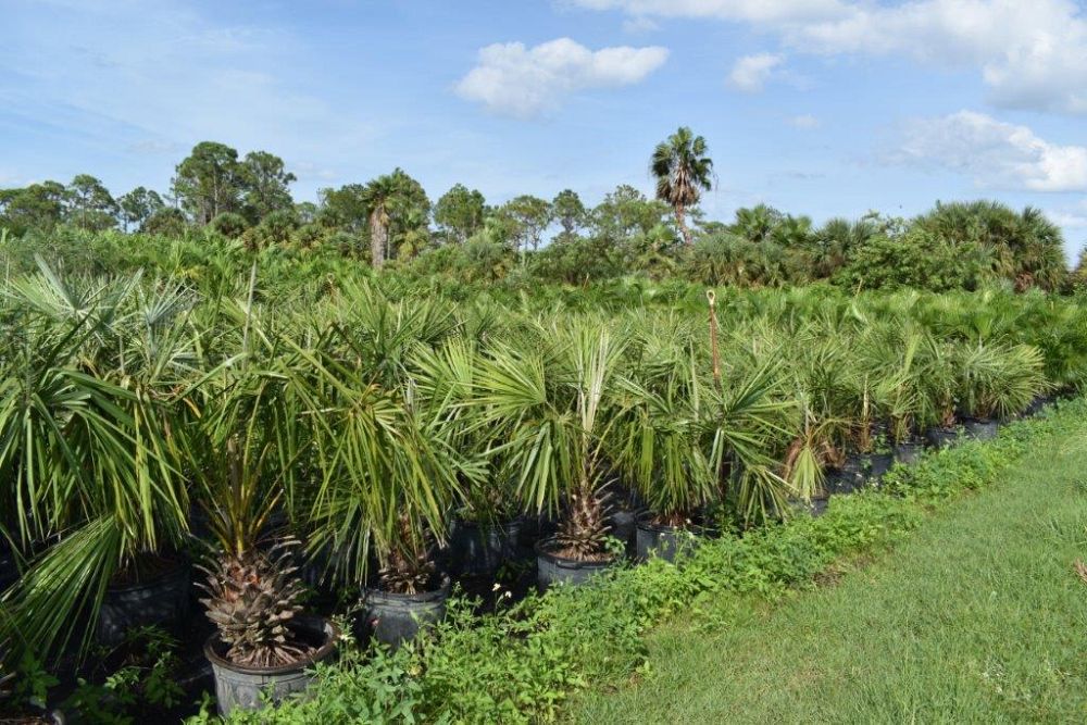 livistona-decipiens-ribbon-palm