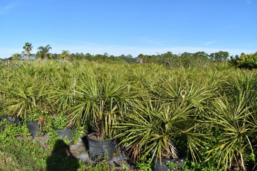 livistona-decipiens-ribbon-palm