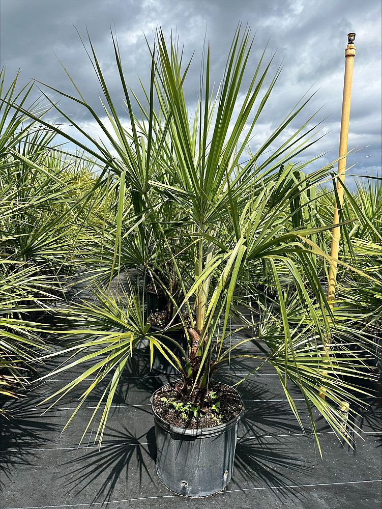 livistona-decipiens-ribbon-palm