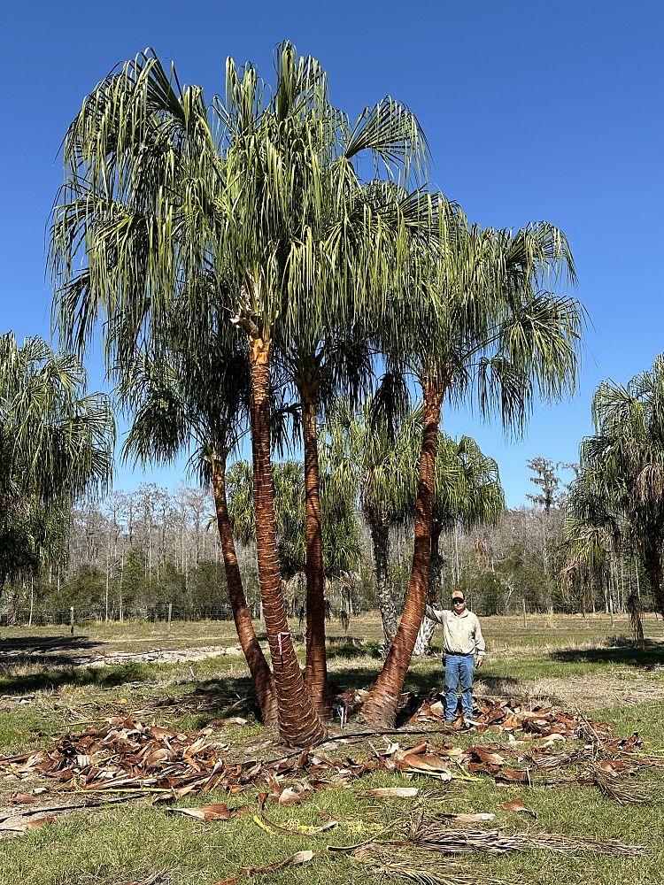 livistona-decipiens-ribbon-palm