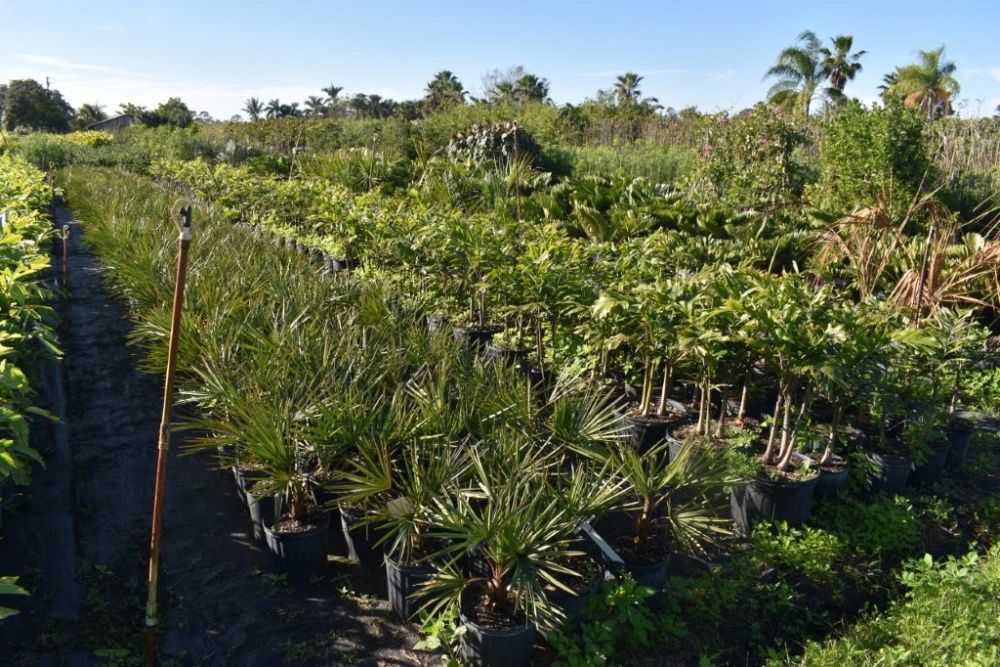 livistona-decipiens-ribbon-palm