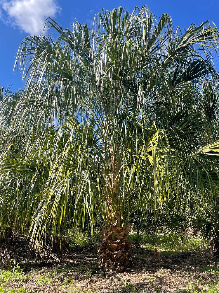 livistona-decora-ribbon-fan-palm-weeping-cabbage-palm