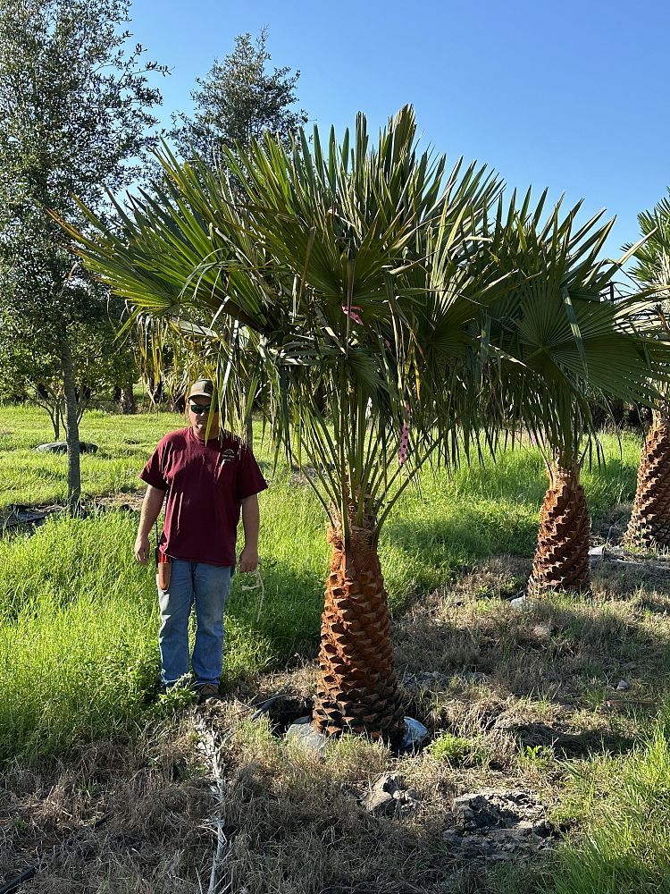 livistona-fulva-blackdown-tableland-palm