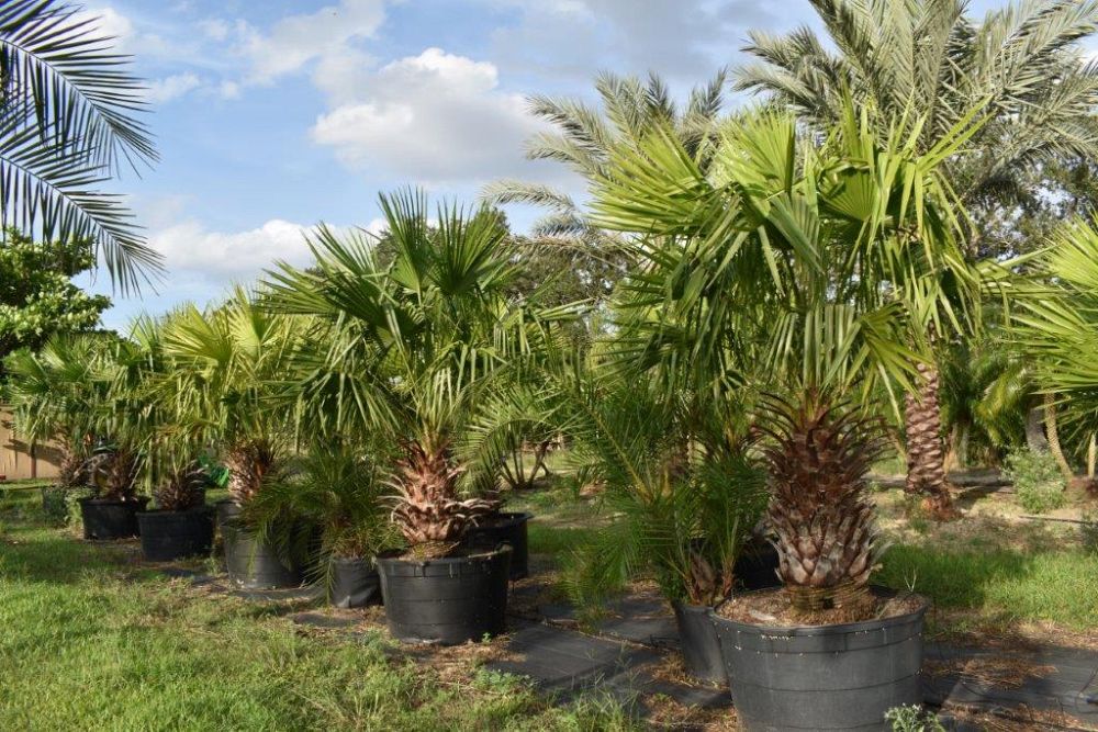 livistona-nitida-carnarvon-fan-palm