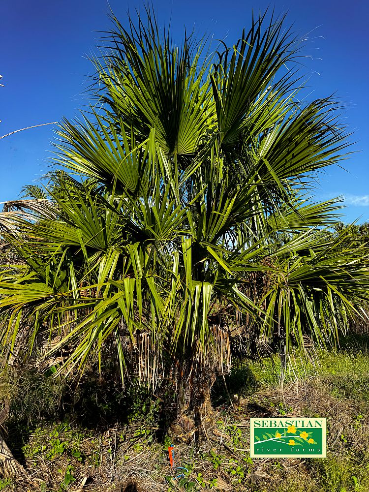 livistona-nitida-carnarvon-fan-palm