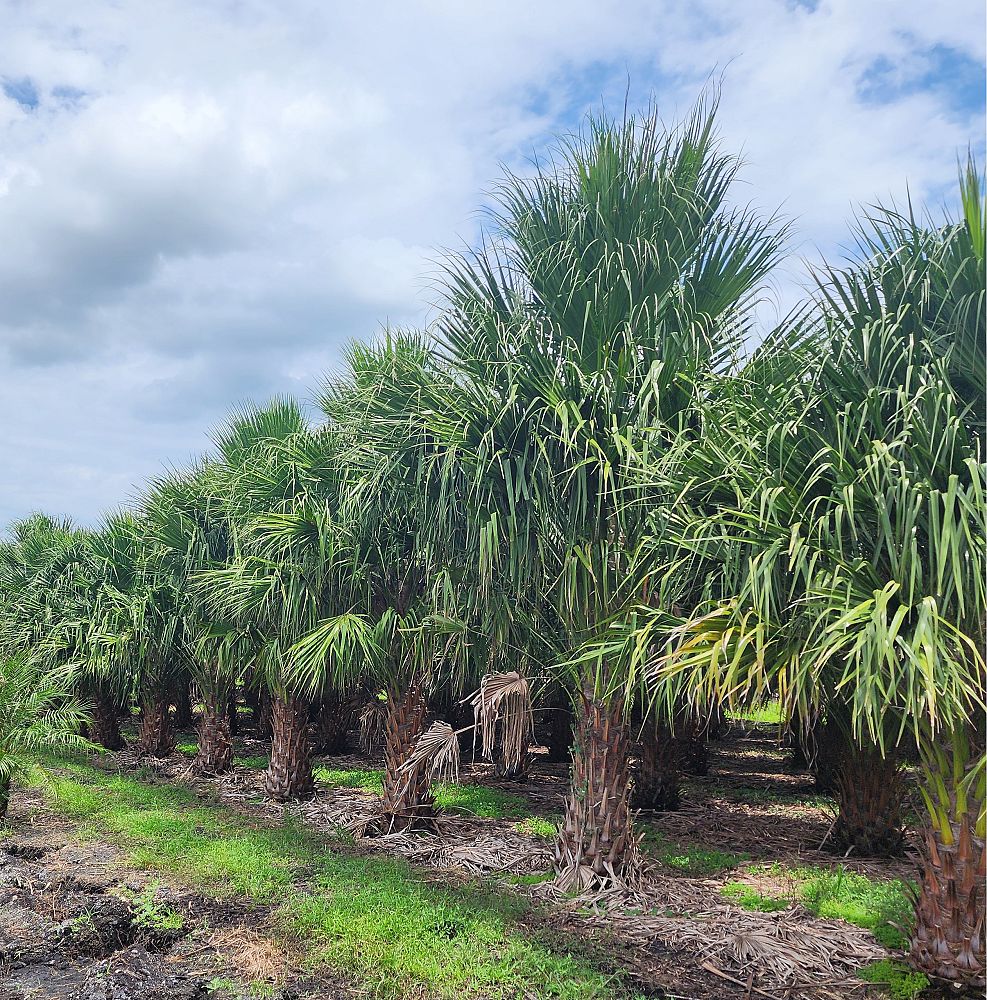 livistona-nitida-carnarvon-fan-palm