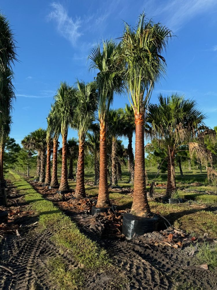 livistona-nitida-carnarvon-fan-palm