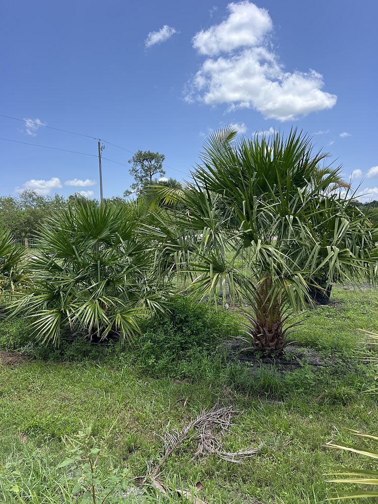 livistona-nitida-carnarvon-fan-palm