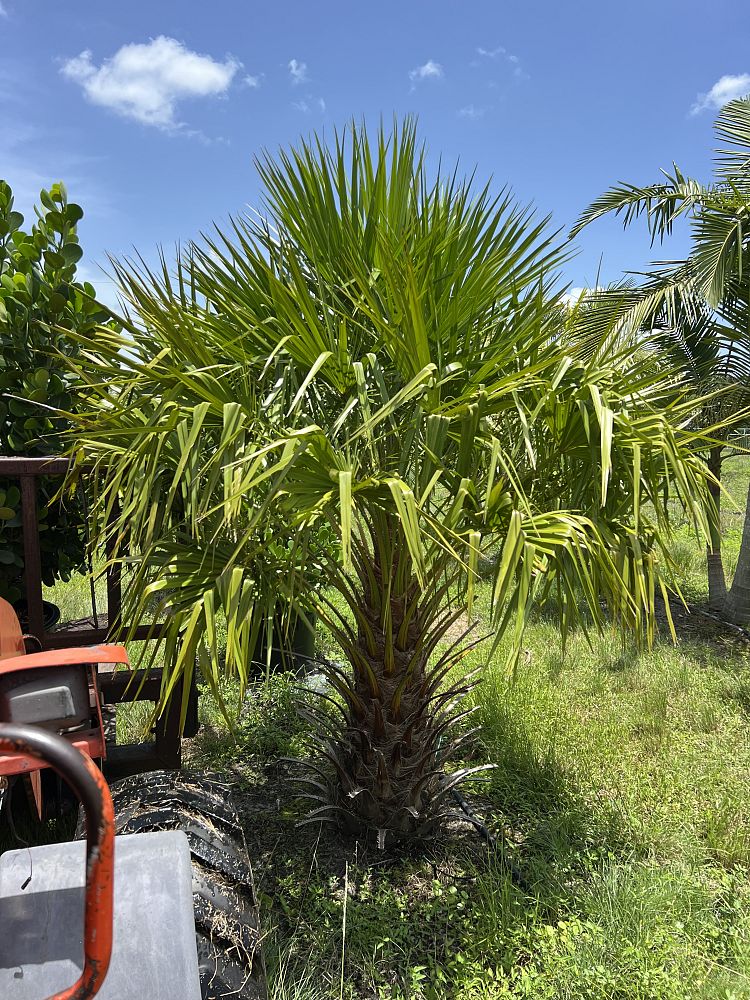 livistona-nitida-carnarvon-fan-palm