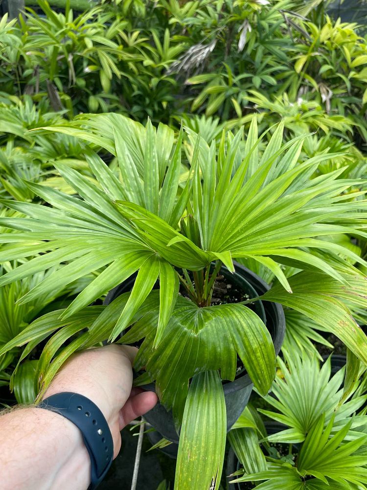 livistona-rotundifolia-roundleaf-fan-palm-serdang-footstool-palm