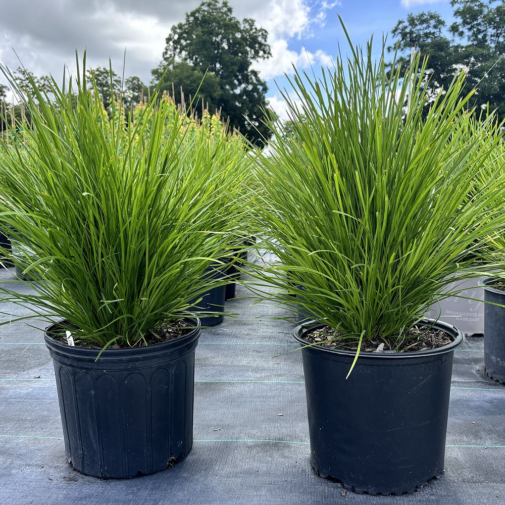 lomandra-confertifolia-ssp-rubiginosa-lomlon-lime-tough-lomandra