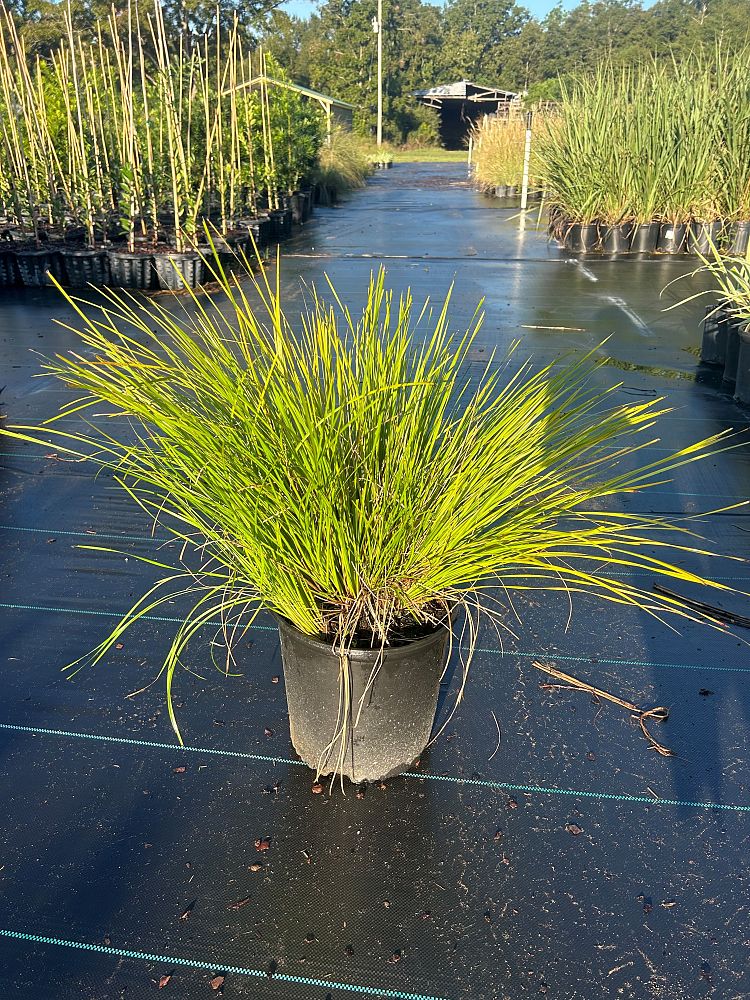 lomandra-longifolia-breeze-spiny-head-mat-rush-basket-grass