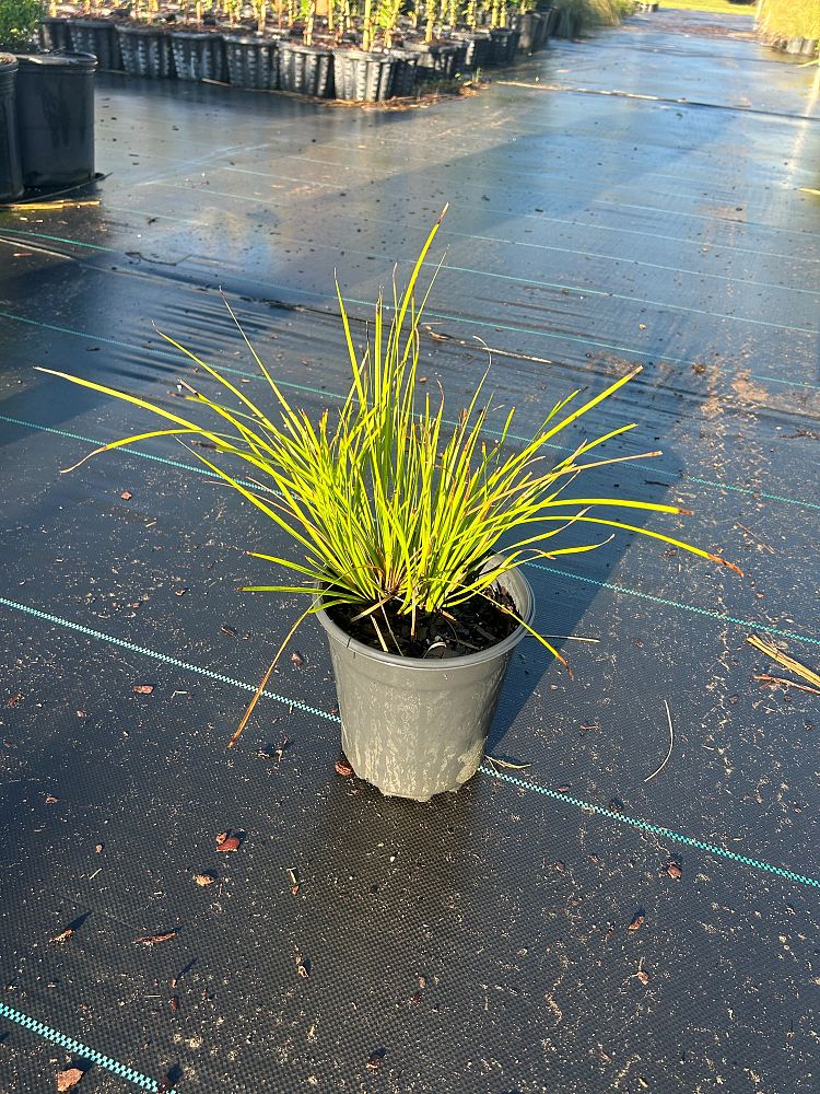 lomandra-longifolia-breeze-spiny-head-mat-rush-basket-grass