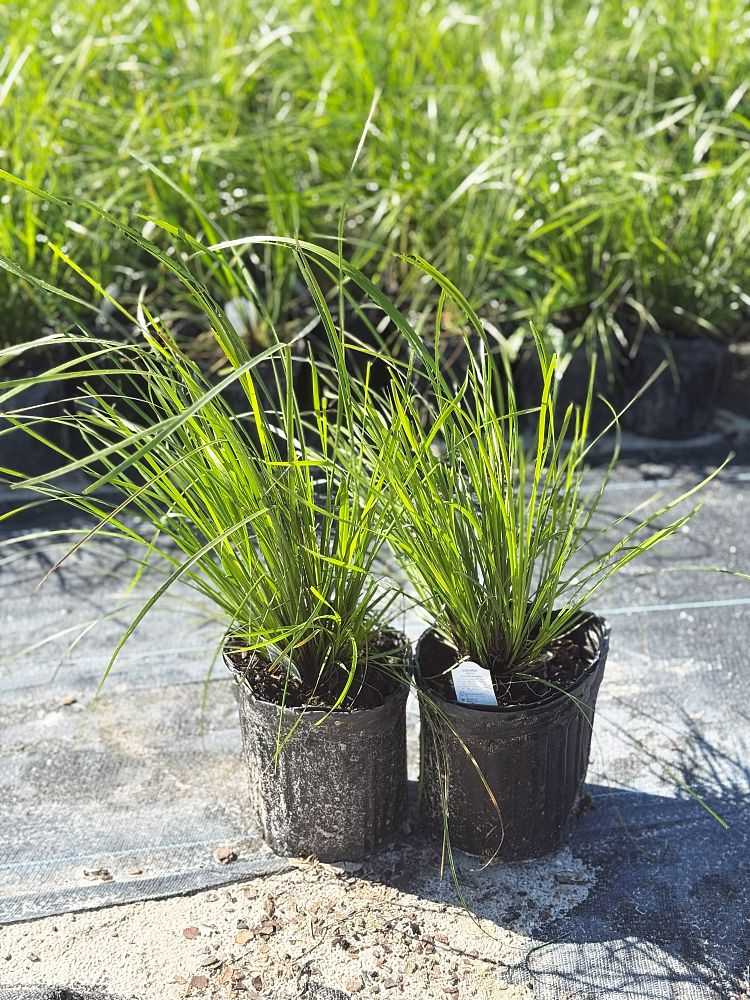 lomandra-longifolia-breeze-spiny-head-mat-rush-basket-grass