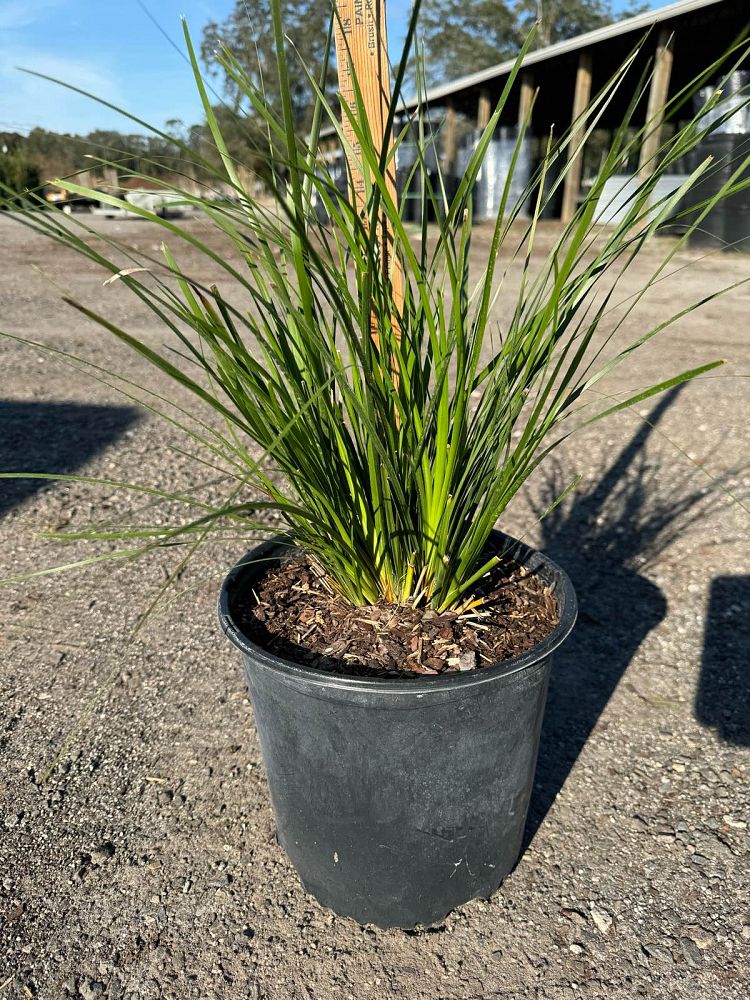 lomandra-longifolia-katrinus-deluxe-spiny-head-mat-rush-basket-grass