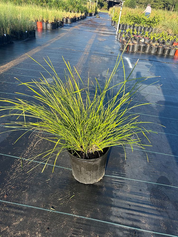 lomandra-longifolia-katrinus-deluxe-spiny-head-mat-rush-basket-grass