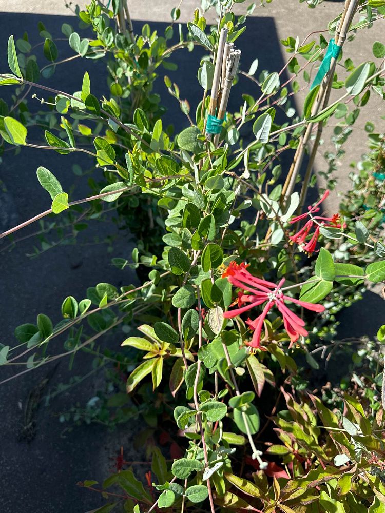 lonicera-sempervirens-coral-honeysuckle