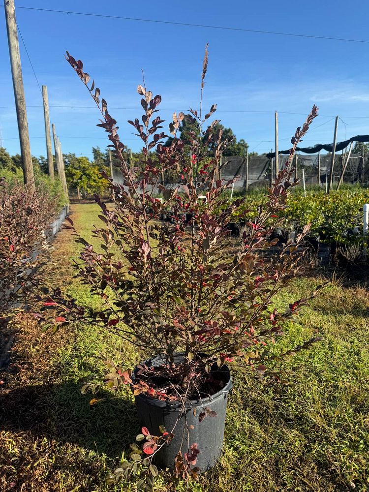 loropetalum-chinense-chinese-fringe-flower-chinese-witch-hazel