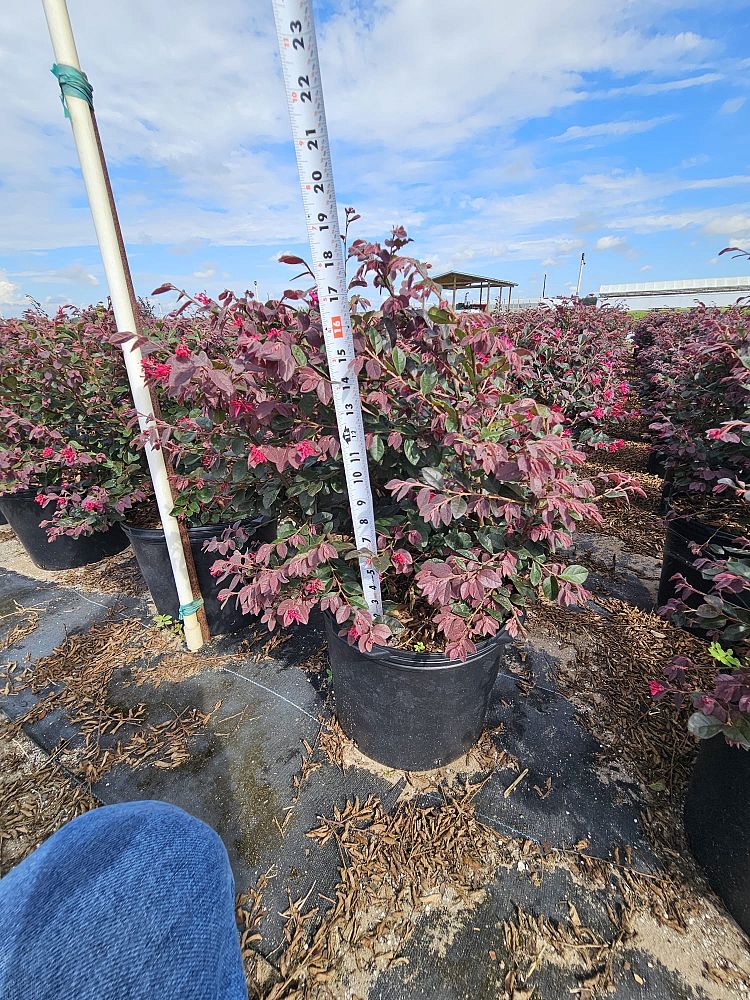 loropetalum-chinense-chinese-fringe-flower-chinese-witch-hazel