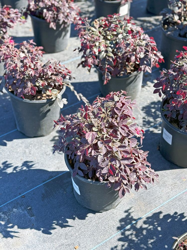 loropetalum-chinense-kurobijin-cerise-charm-loropetalum