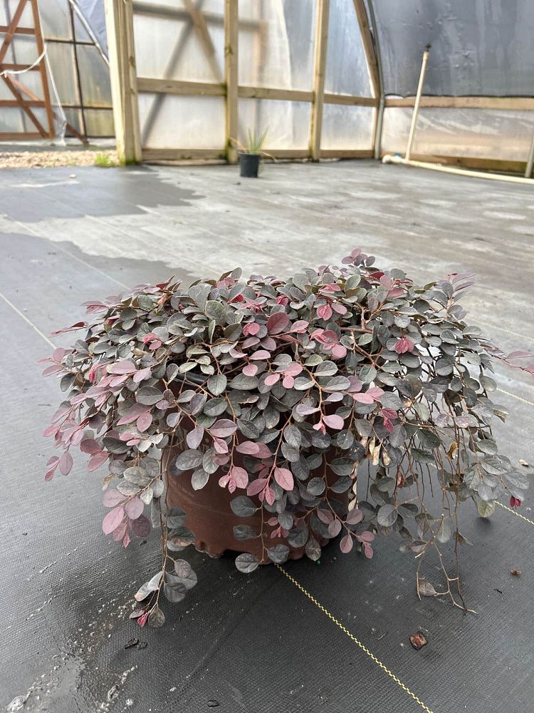 loropetalum-chinense-peack-purple-pixie-reg-dwarf-weeping-chinese-fringe-flower