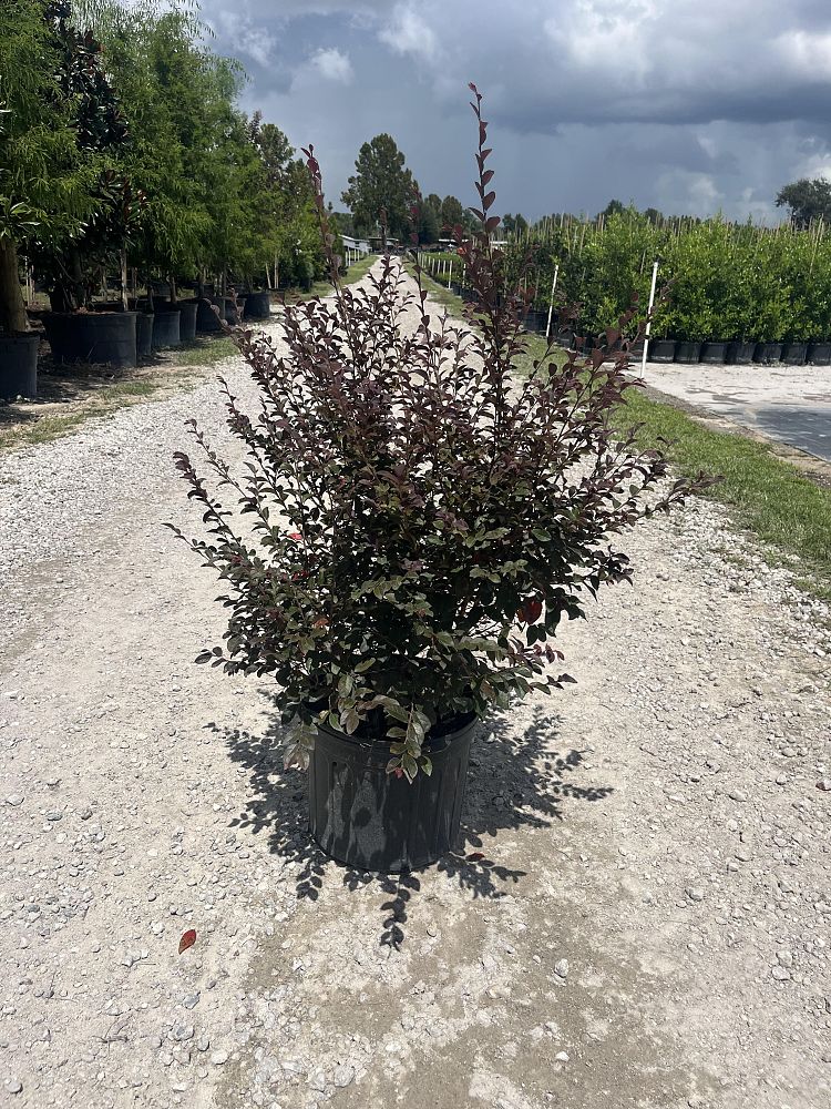 loropetalum-chinense-peack-purple-pixie-reg-dwarf-weeping-chinese-fringe-flower