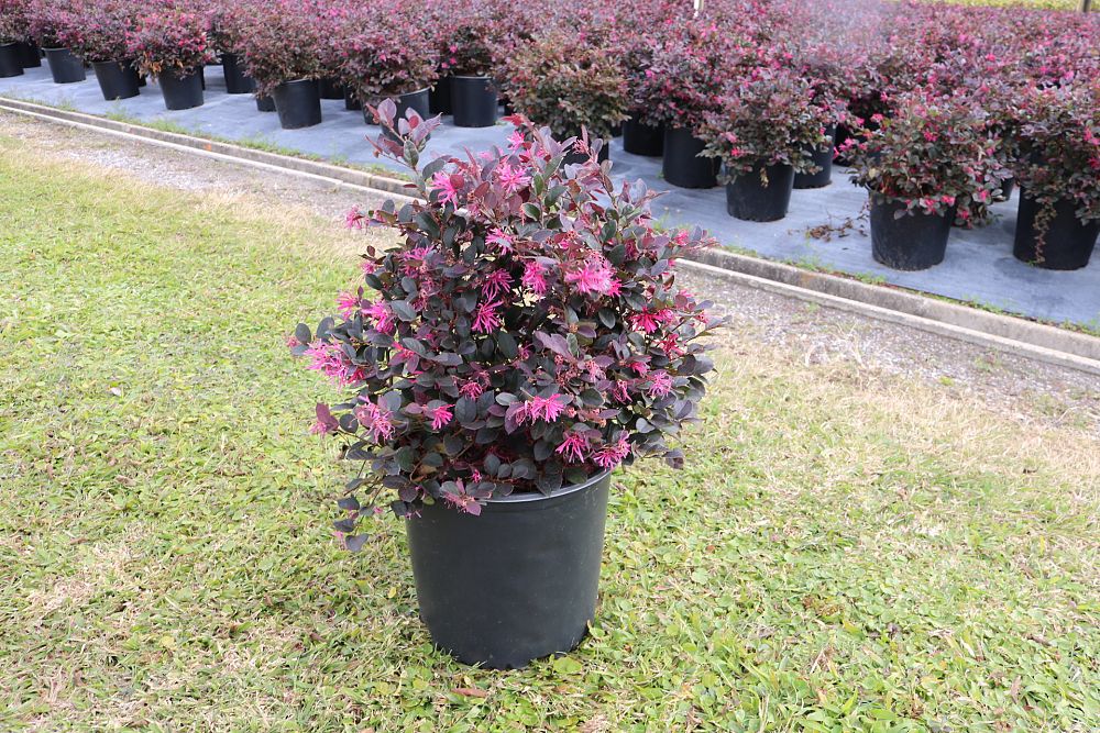 loropetalum-chinense-plum-chinese-fringe-flower